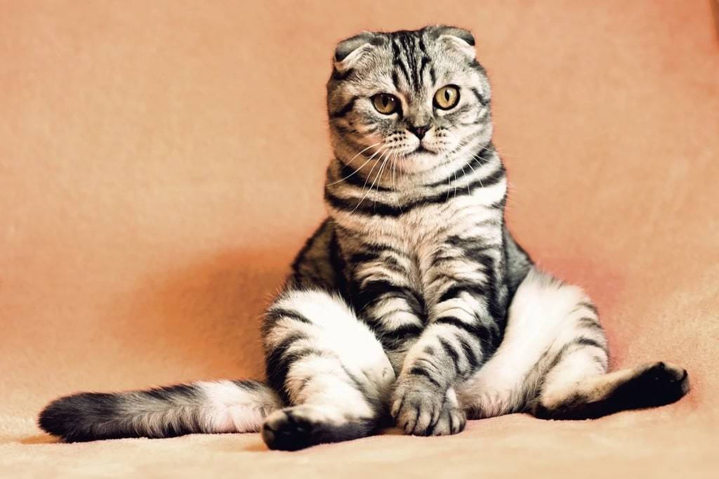 Des conseils pour adopter un chat avec ses enfant
